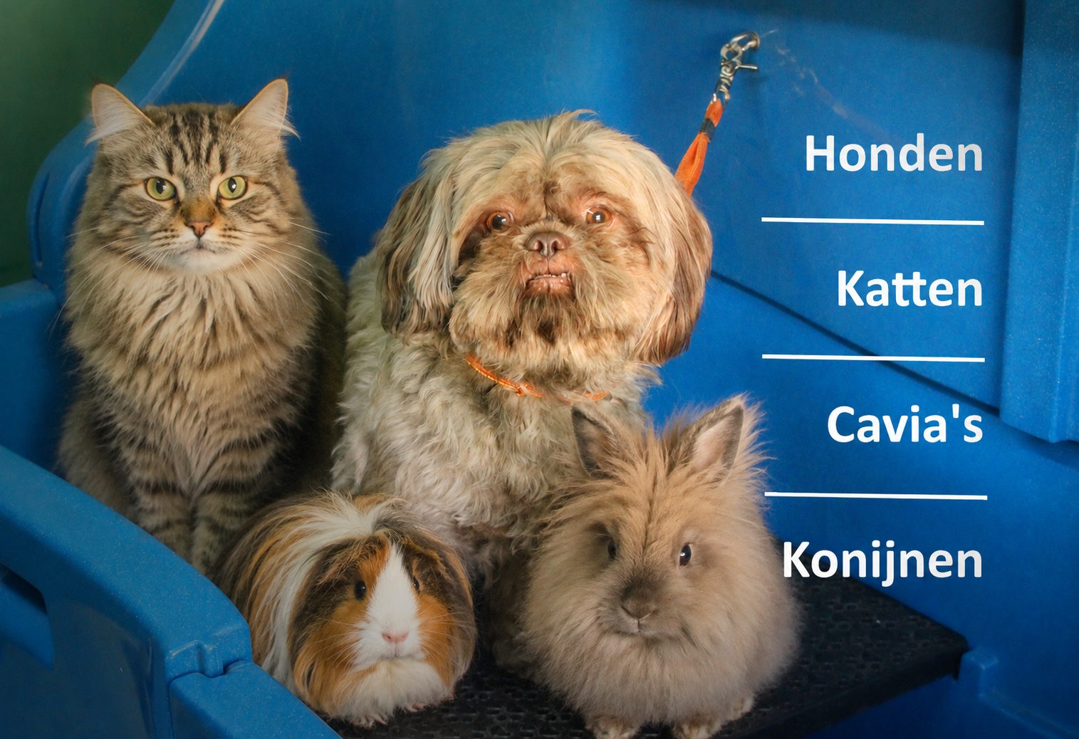 Hond, kat, cavia en konijn die we bij Trimsalon Pantoefke verzorgen